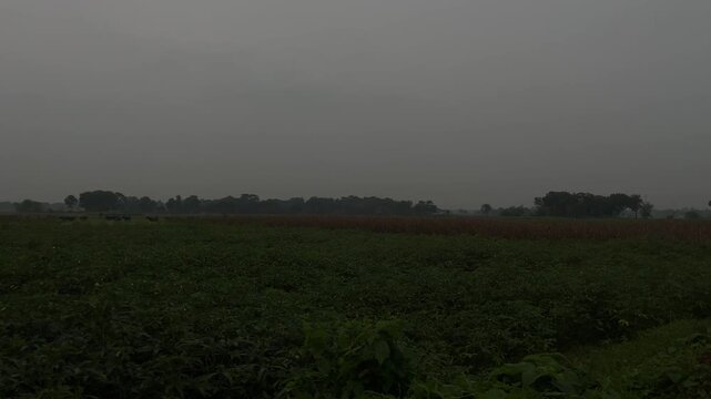 Herd of buffaloes on the village farmland