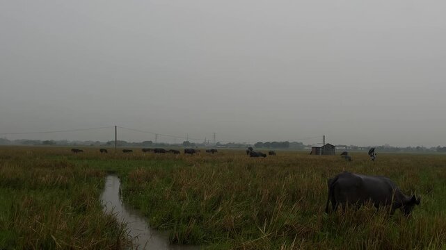 Herd of buffaloes on the village farmland