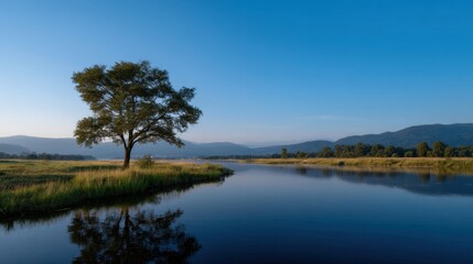 Obraz premium Tranquil Lone Tree Reflected in Still Lake During Serene Early Morning Light