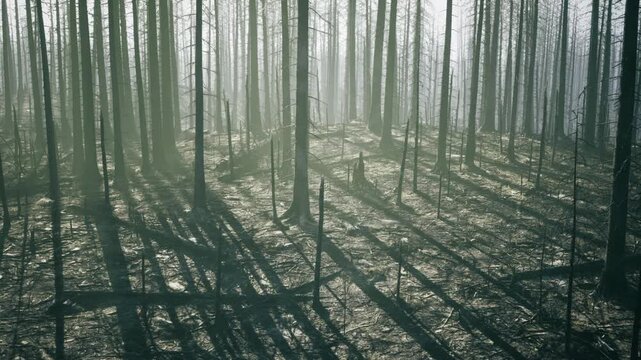 Emerald morning in pine wood with long horizontal shadows, filtered light creating cinematic color wash over leaf litter, sense of calm exploration and solitude