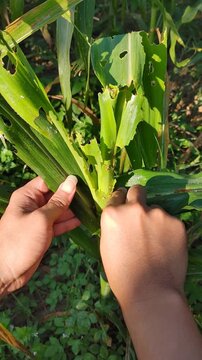 Farmer hand checking corn leaves infested with fall armyworm larvae. Close-up view of pest damage and caterpillar feeding on a maize plant in an agricultural field. 