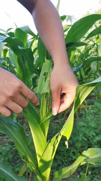 Farmer hand checking corn leaves infested with fall armyworm larvae. Close-up view of pest damage and caterpillar feeding on a maize plant in an agricultural field. 