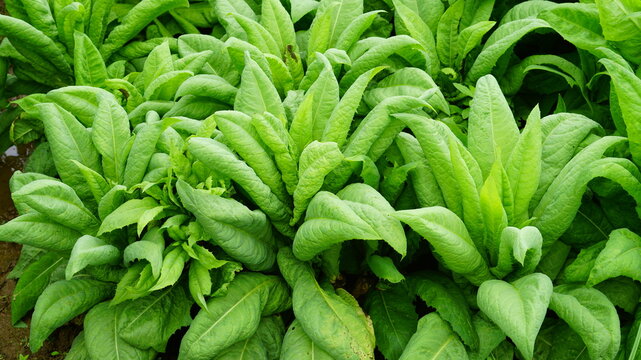 Asparagus lettuce growing fresh in the field,Celtuce