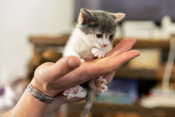 portrait of a two week old baby kitten with big eyes in hand © David