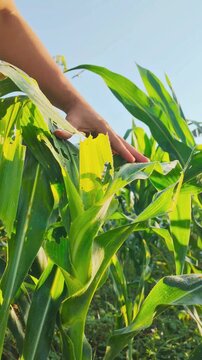 Farmer hand checking corn leaves infested with fall armyworm larvae. Close-up view of pest damage and caterpillar feeding on a maize plant in an agricultural field. 