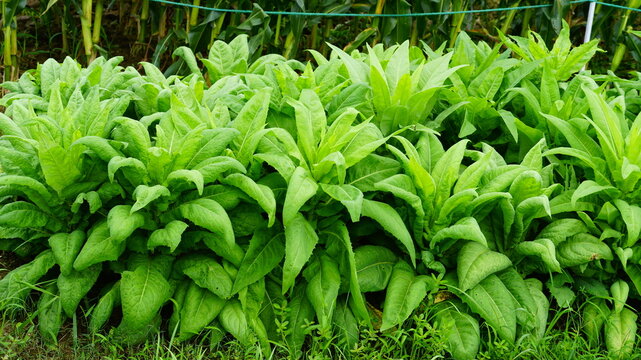 Asparagus lettuce growing fresh in the field,Celtuce