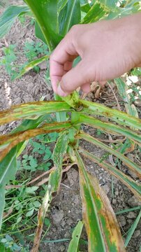 Farmer hand examining fall armyworm larva feeding on damaged corn leaf. Crop pest infestation, agriculture, farming, plant disease, maize field, nature, macro footage