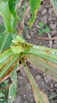 Fall armyworm larvae boring into the whorl of a young corn plant. Severe crop damage, internal infestation, agricultural pest control, maize growth, farming crisis, macro view of pest activity