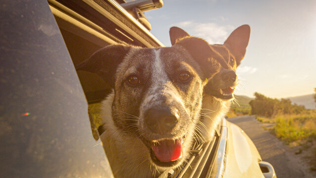PORTRAIT, CLOSE UP, DOF: Two cheerful dogs ride with their heads out of a car window on a quiet road in sunny Dalmatia. Cute furry pets enjoy the passing coastal scenery dappled in soft evening light.