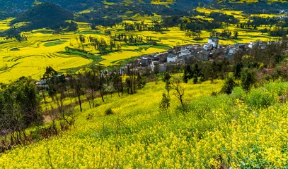 Yellow rapeseed (canola) flower field in spring, Luoping, China © lkunl