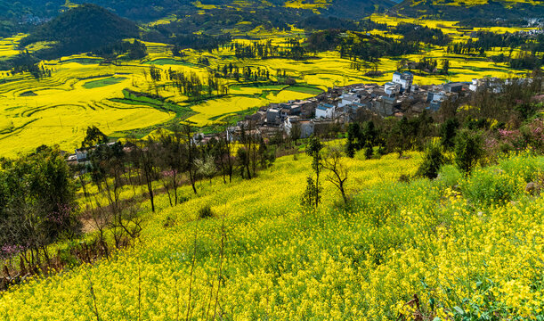 Yellow rapeseed (canola) flower field in spring, Luoping, China