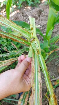 Farmer hand examining fall armyworm larva feeding on damaged corn leaf. Crop pest infestation, agriculture, farming, plant disease, maize field, nature, macro footage