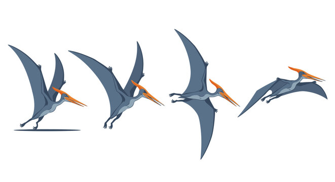 Flying pterodactyl illustration sequence isolated on white background
