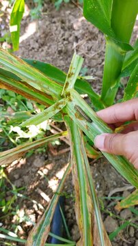 Farmer hand examining fall armyworm larva feeding on damaged corn leaf. Crop pest infestation, agriculture, farming, plant disease, maize field, nature, macro footage