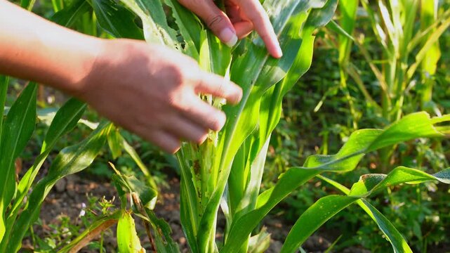 Farmer hand checking corn leaves infested with fall armyworm larvae. Close-up view of pest damage and caterpillar feeding on a maize plant in an agricultural field. 