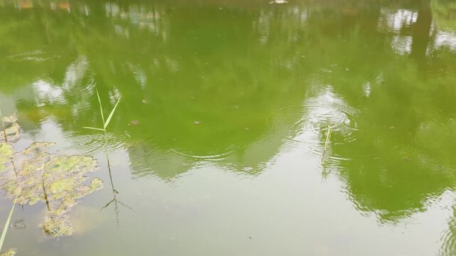 Water strider skating on calm green pond surface