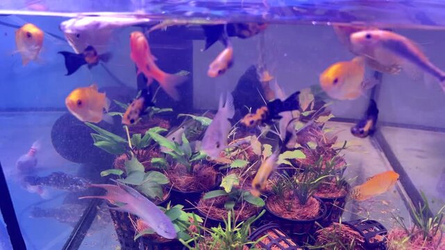 Variety of gold fish in a planted fresh water aquarium.