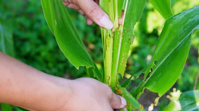 Farmer hand checking corn leaves infested with fall armyworm larvae. Close-up view of pest damage and caterpillar feeding on a maize plant in an agricultural field. 