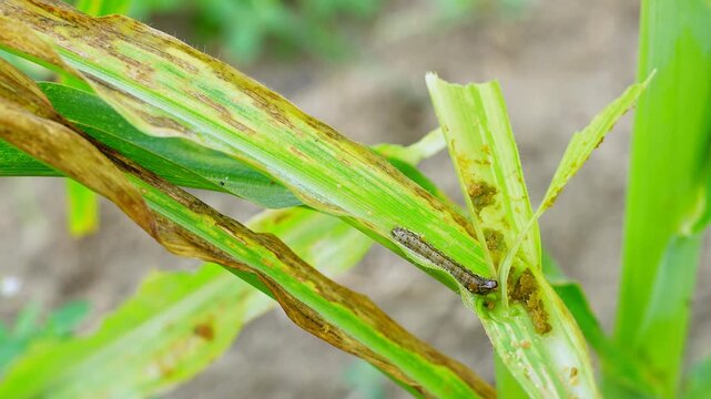 Macro footage of fall armyworms feeding on shredded corn leaves. Visible insect damage on green maize plants, illustrating agricultural pest infestation and crop loss in a field during the day