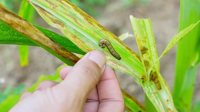 Farmer hands inspecting corn leaves for fall armyworm infestation. Close-up footage showing pest control and agricultural monitoring to protect maize crops from severe insect damage in a farm field