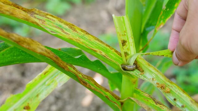 A farmer's hand inspects a fall armyworm caterpillar eating through a damaged green corn leaf, illustrating critical pest scouting and crop monitoring in an agricultural maize field setting