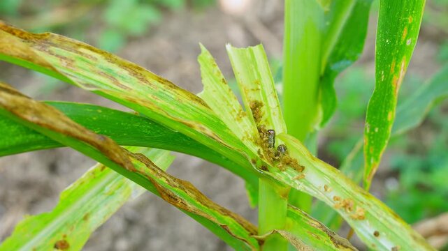 Macro footage of fall armyworms feeding on shredded corn leaves. Visible insect damage on green maize plants, illustrating agricultural pest infestation and crop loss in a field during the day
