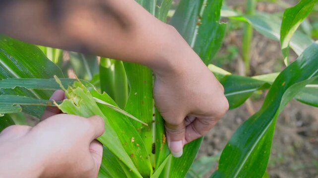 Close-up of farmer hands checking corn leaf damaged by fall armyworm infestation in maize field, highlighting agricultural pest control and crop health issues for research and farming education