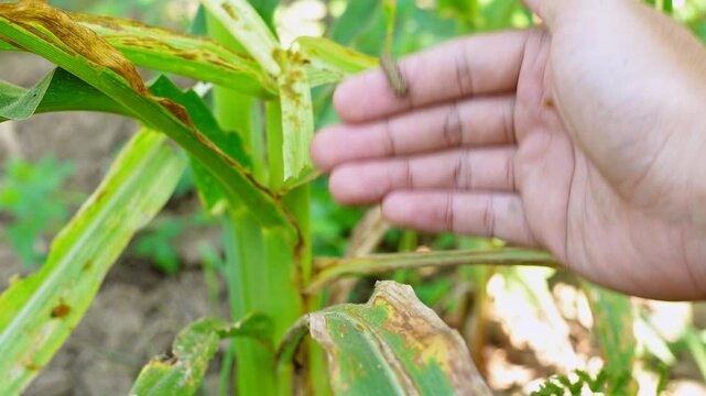 Farmer's hand holding a fall armyworm found in a corn field. Macro footage illustrating pest control, agricultural threat, insect management in sustainable maize farming. Educational and scientific