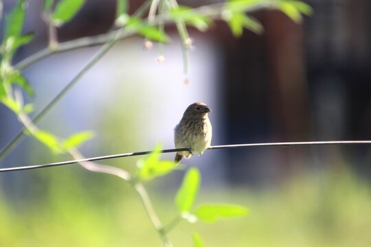 ave - pardal - Passer domesticus     