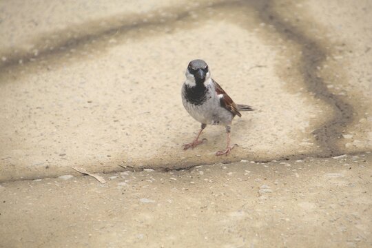 ave - pardal - Passer domesticus     