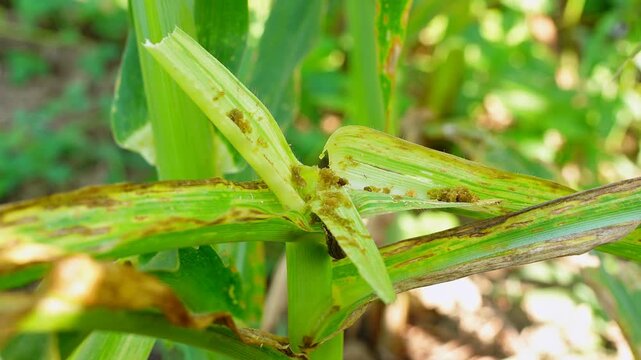Active fall armyworm larva crawling on damaged maize leaf. Close-up footage of destructive pest behavior in corn field. Essential for agricultural research, crop protection
