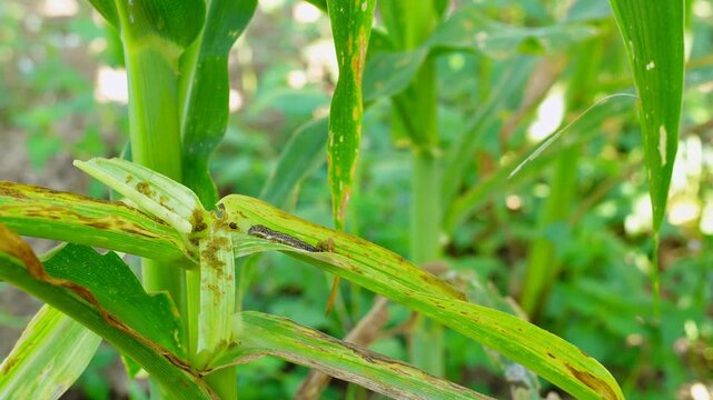Active fall armyworm larva crawling on damaged maize leaf. Close-up footage of destructive pest behavior in corn field. Essential for agricultural research, crop protection