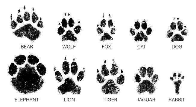 Paw prints with natural grunge texture. Animal track marks for wildlife and outdoor projects. Vector footprint set of bear and wolf, fox and cat, dog and elephant, lion and tiger, jaguar and rabbit