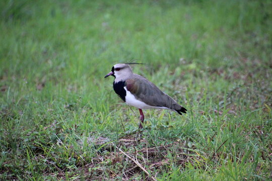 ave quero quero - Vanellus chilensis 