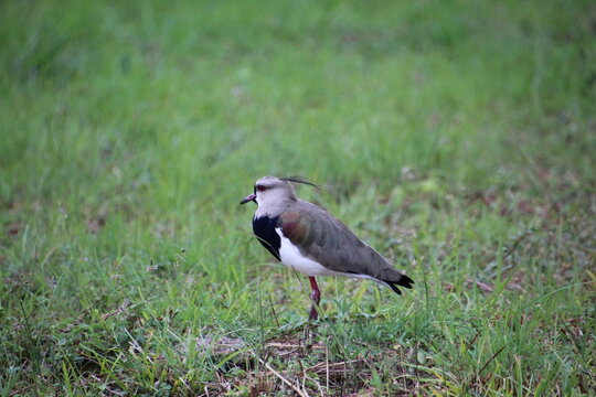 ave quero quero - Vanellus chilensis 