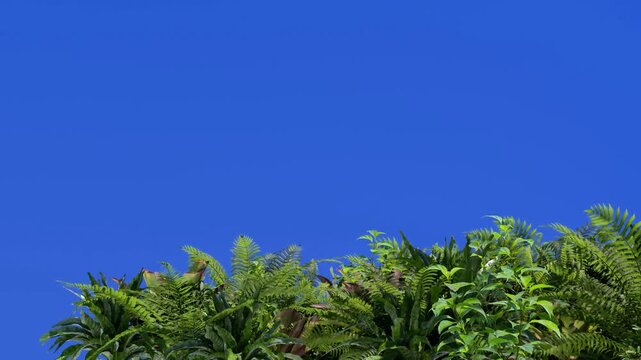 3D render animation of green plants on a blue background