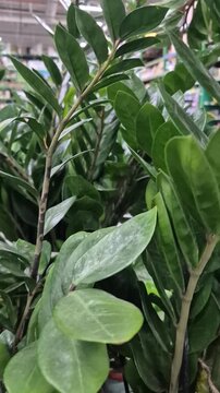 Plant, leaves, indoor. Woman examining vibrant green zamioculcas leaves in a vertical garden center shot.