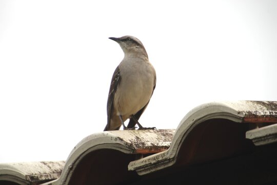 ave - sabi&aacute; do campo - Mimus saturninus  