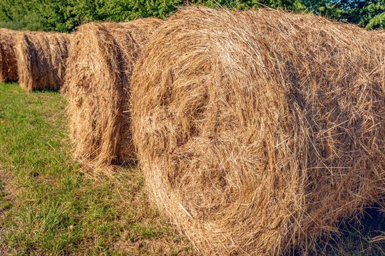 Rolls of harvested and compressed hay on the verge of a road. The photo was taken in the Dutch province of North Brabant on a cloudy day during the summer season.