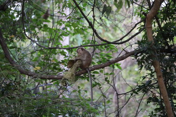 Fototapeta premium Small wild monkey balances on a tree limb while nestled within a thick natural forest canopy setting.