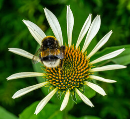 bee on flower © Plesca