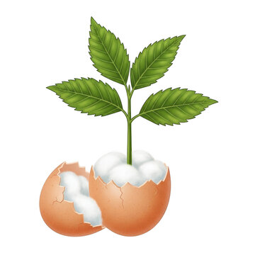 A green plant with serrated leaves growing out of a broken brown eggshell filled with soft white cotton, isolated against a solid black background