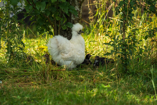 White Silkie organic Hen with Baby Chicks on a Green Lawn