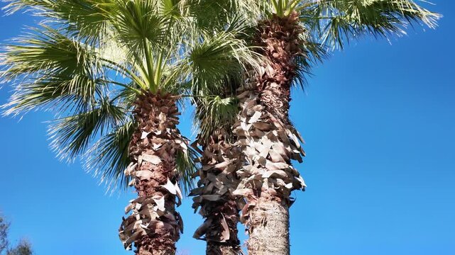 Tilt up shot of tall palm tree trunks with fibrous bark against clear blue sky.