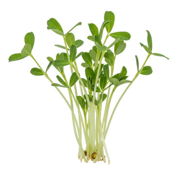 Fresh green pea sprouts with delicate stems and vibrant leaves isolated on a solid black background, close-up studio shot of young organic microgreens
