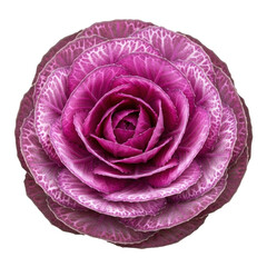 Obraz premium Top-down view of a vibrant purple ornamental cabbage, showing intricate leaf patterns and symmetrical layers isolated against a solid black background