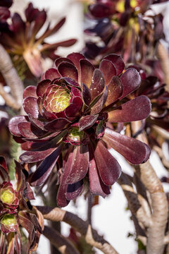 Succulent plant 'Aeonium Arboreum'