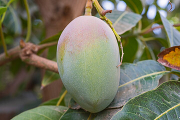 Obraz premium Closeup detail of ripening hybrid pusa arunima mango fruit hanging on tree in tropical environment