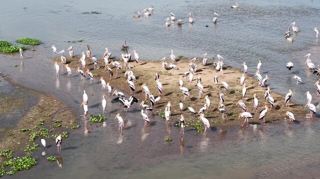 Drone Orbit Around Pelican Colony on Wetland Island in Sri Lanka