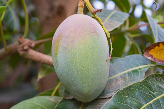 Closeup detail of ripening hybrid pusa arunima mango fruit hanging on tree in tropical environment
